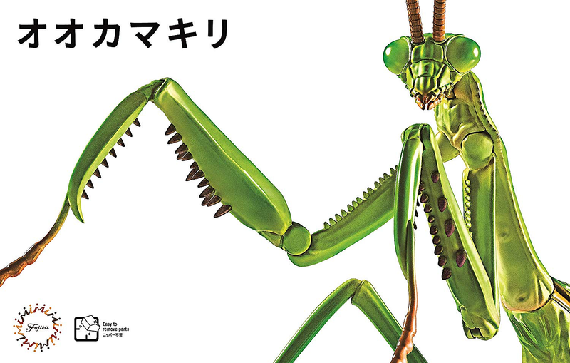 Biology Edition 23 Tenodera Aridifolia (Big Mantis)