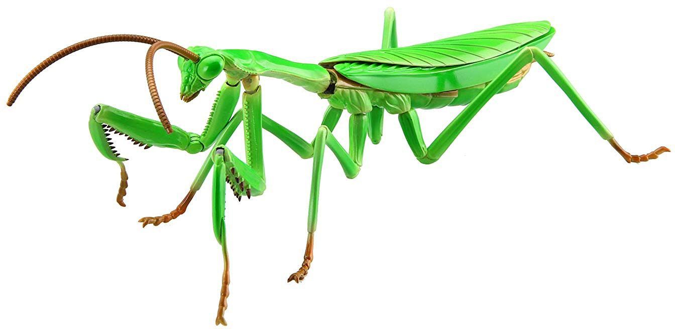 Biology Edition 23 Tenodera Aridifolia (Big Mantis)