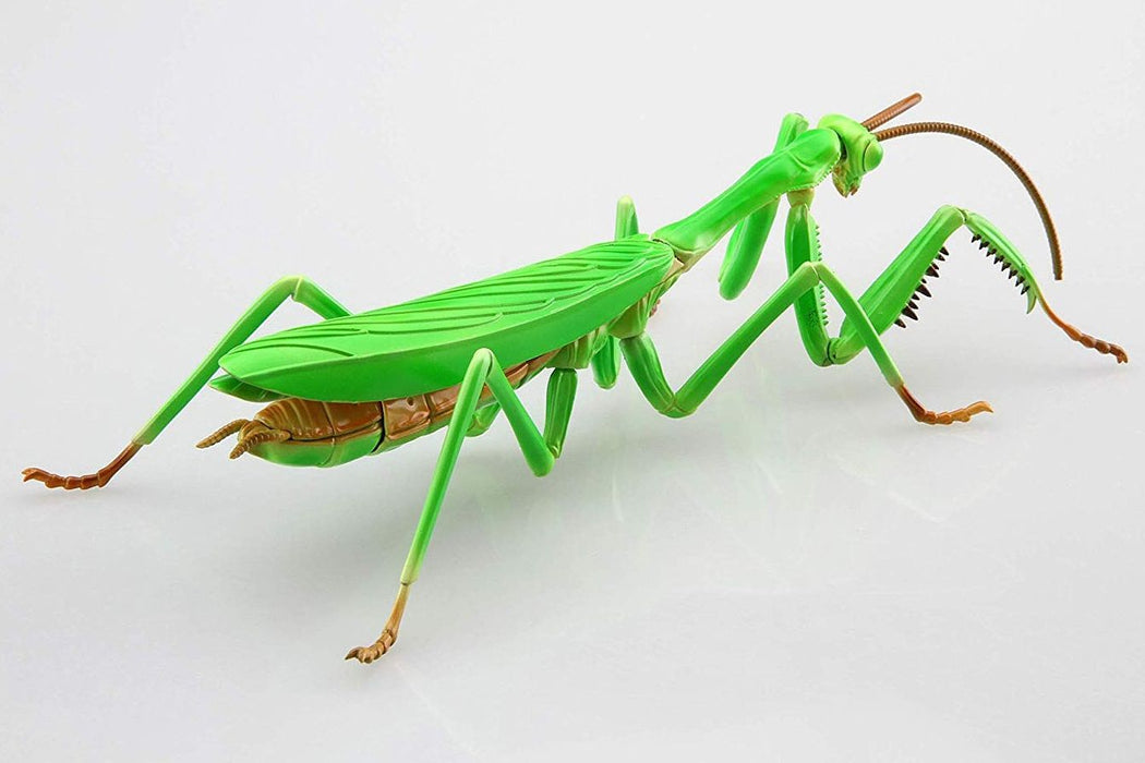 Biology Edition 23 Tenodera Aridifolia (Big Mantis)