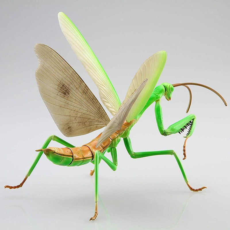 Biology Edition 23 Tenodera Aridifolia (Big Mantis)