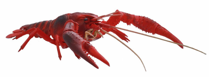 Biology Edition 24 Crayfish (Red)