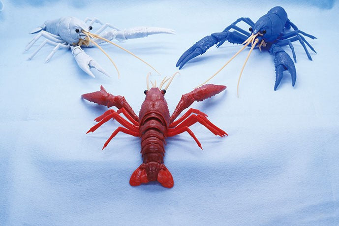 Biology Edition 24 Crayfish (Red)