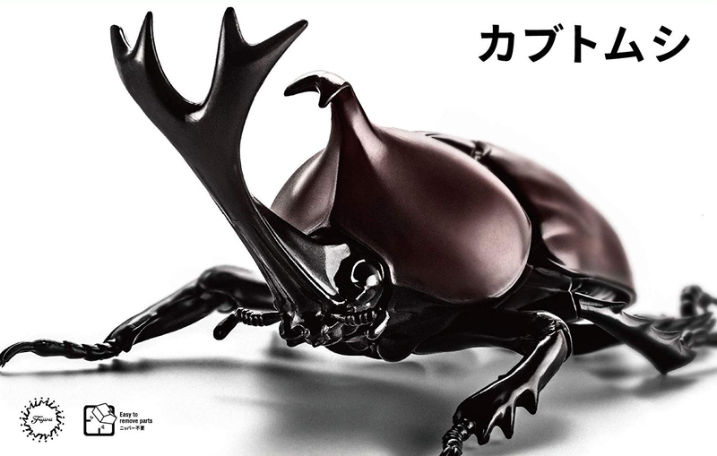 Biology Edition 21 Japanese Rhinoceros Beetle