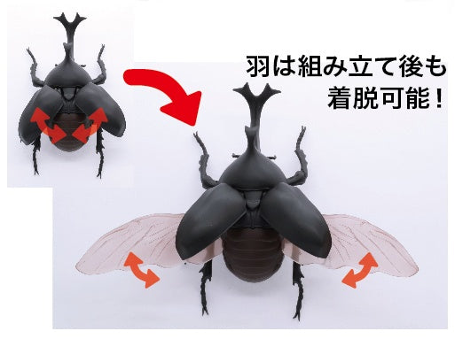 Biology Edition 21 Japanese Rhinoceros Beetle