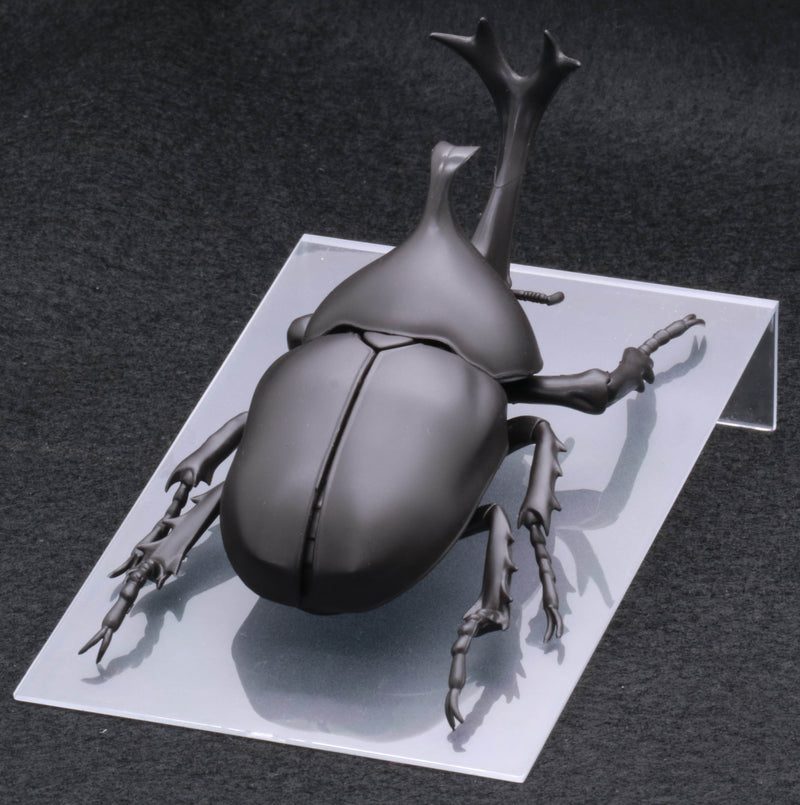 Biology Edition 21 Japanese Rhinoceros Beetle