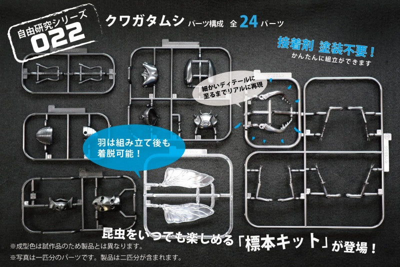 Biology Edition 22 Stag Beetle