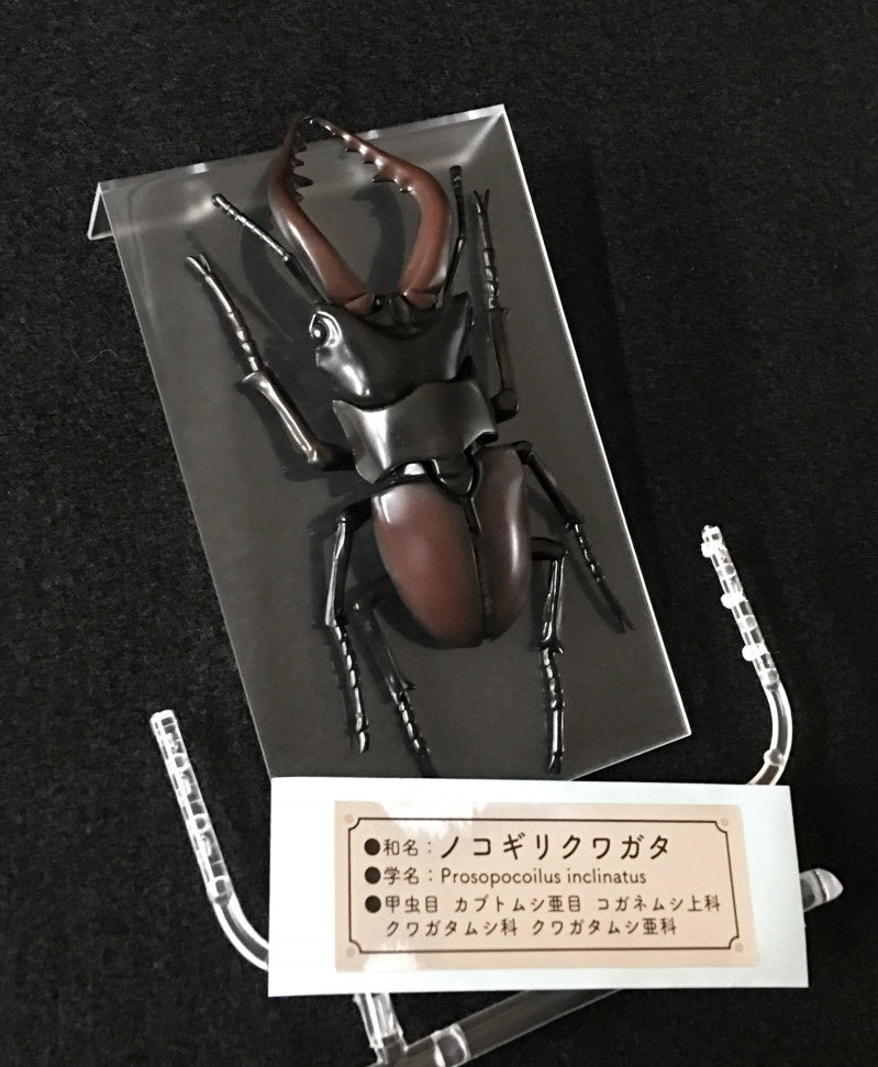 Biology Edition 22 Stag Beetle