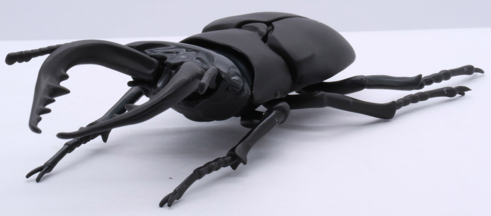 Biology Edition 22 Stag Beetle