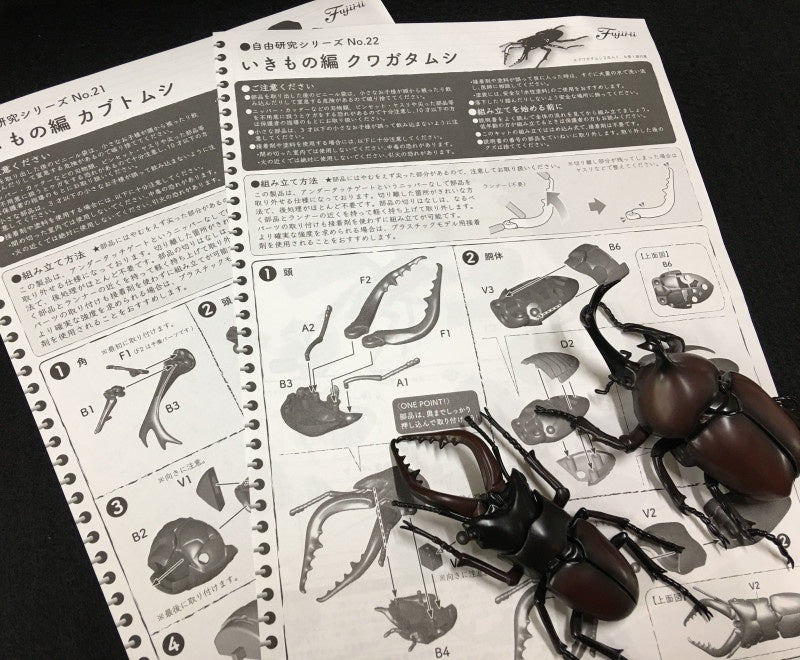 Biology Edition 22 Stag Beetle