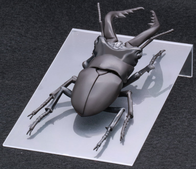 Biology Edition 22 Stag Beetle