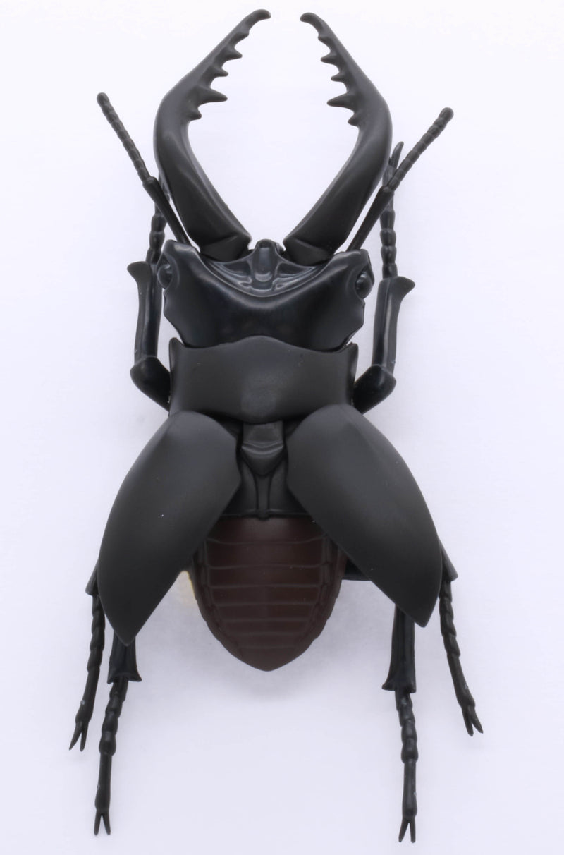 Biology Edition 22 Stag Beetle