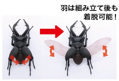 Biology Edition 22 Stag Beetle