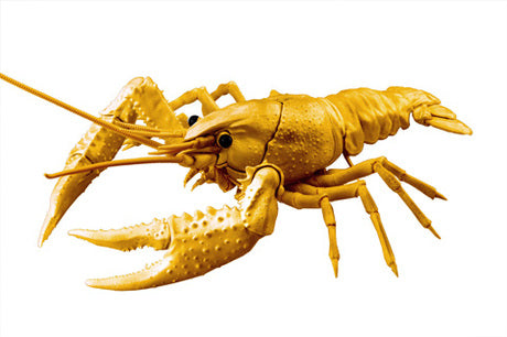 Biology Edition 24EX Crayfish (Gold)